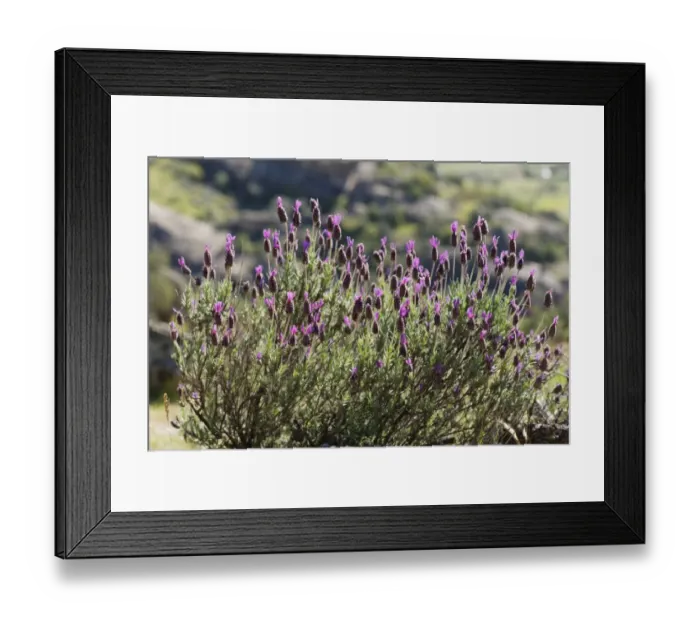 Framed Print : Spanish Lavender or Topped Lavender -Lavandula stoechas-, Lake Bafa, Mugla Province, Aegean region, Turkey Framed Print : Spanish Lavender or Topped Lavender -Lavandula stoechas-, Lake Bafa, Mugla Province, Aegean region, Turkey