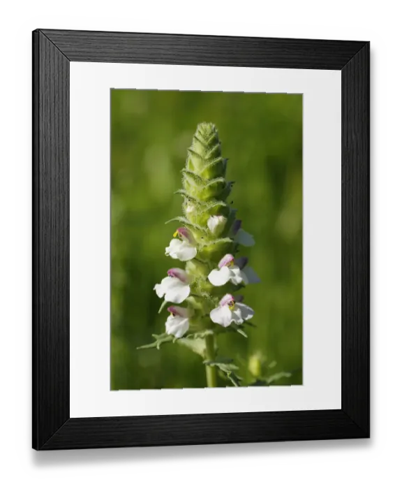 Framed Print : Colourful Mediterranean Lineseed -Bellardie trixago-, hemiparasitic, Lake Bafa, Mugla Province, Aegean region, Turkey Framed Print : Colourful Mediterranean Lineseed -Bellardie trixago-, hemiparasitic, Lake Bafa, Mugla Province, Aegean region, Turkey