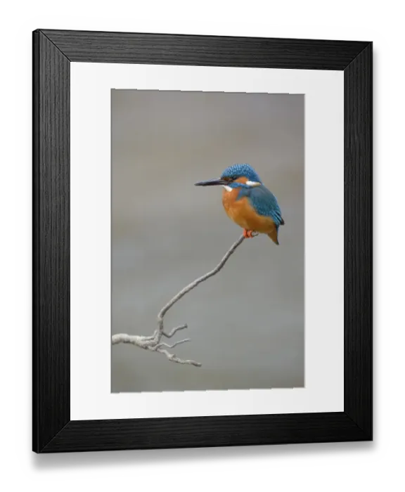 Framed Print : Kingfisher -Alcedo atthis- male perched, Swabian Alb biosphere reserve, Baden-Wurttemberg, Germany Framed Print : Kingfisher -Alcedo atthis- male perched, Swabian Alb biosphere reserve, Baden-Wurttemberg, Germany
