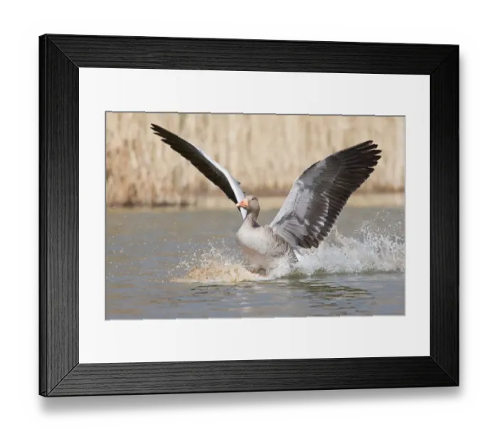 Framed Print : Greylag Goose -Anser anser- landing on water, North Hesse, Hesse, Germany Framed Print : Greylag Goose -Anser anser- landing on water, North Hesse, Hesse, Germany
