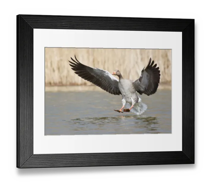 Framed Print : Greylag Goose -Anser anser- shortly before landing on water, North Hesse, Hesse, Germany Framed Print : Greylag Goose -Anser anser- shortly before landing on water, North Hesse, Hesse, Germany