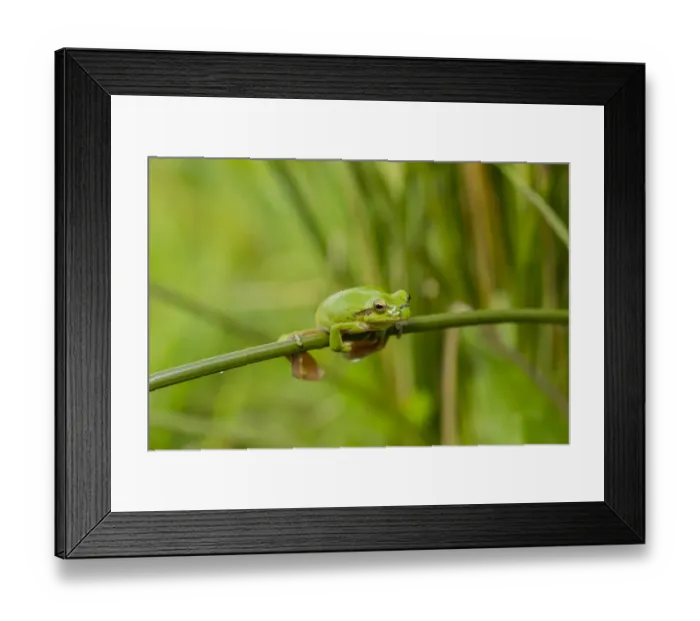 Framed Print : Mediterranean Tree Frog -Hyla meridionalis-, Quintana de la Serena, Extremadura, Spain