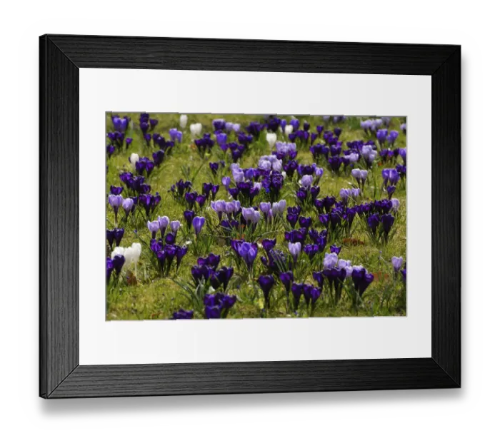 Framed Print : Flowering crocuses -Crocus- on a lawn in Erlangen city park, Erlangen, Middle Franconia, Bavaria, Germany Framed Print : Flowering crocuses -Crocus- on a lawn in Erlangen city park, Erlangen, Middle Franconia, Bavaria, Germany