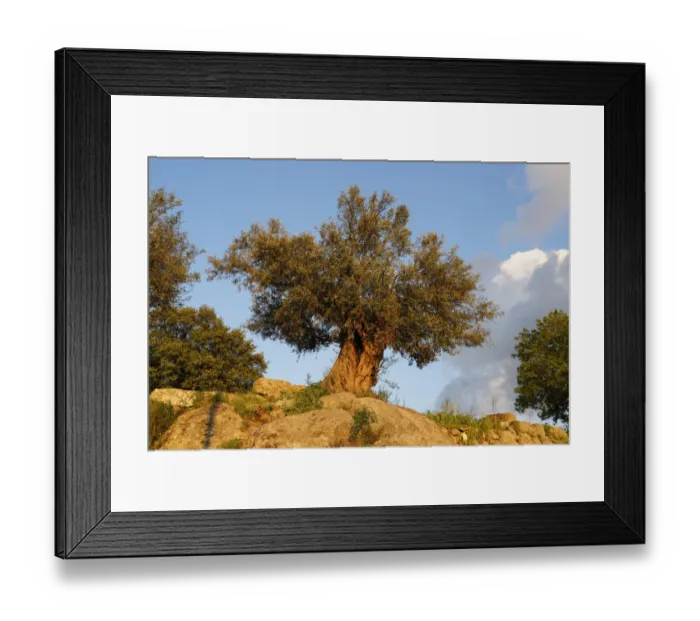 Framed Print : Old Olive Tree -Olea europaea-, Mugla Province, Aegean region, Turkey Framed Print : Old Olive Tree -Olea europaea-, Mugla Province, Aegean region, Turkey