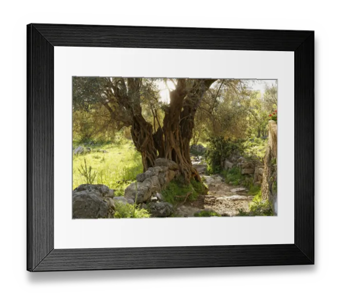 Framed Print : Old Olive Tree -Olea europaea- beside a path, Mugla Province, Aegean region, Turkey Framed Print : Old Olive Tree -Olea europaea- beside a path, Mugla Province, Aegean region, Turkey