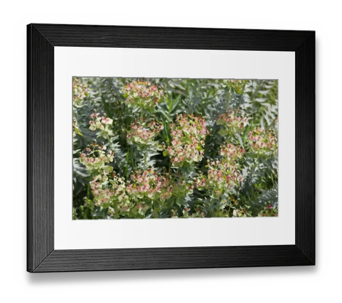 Framed Print : Flowering Myrtle Spurge -Euphorbia myrsinites-, Dilek National Park, Kusadasi, Aydin province, Aegean region, Turkey