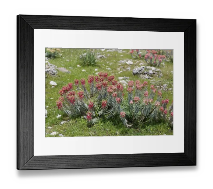 Framed Print : Flowering Myrtle Spurge -Euphorbia myrsinites-, Dilek National Park, Kusadasi, Aydin province, Aegean region, Turkey