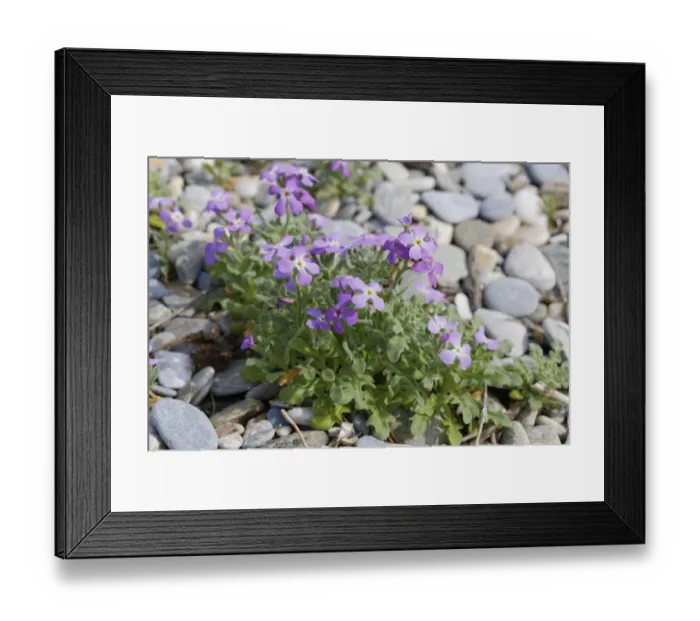 Framed Print : Flowering Three-horned Stock -Matthiola tricuspidata-, Dilek National Park, Kusadasi, Aydin province, Aegean region, Turkey Framed Print : Flowering Three-horned Stock -Matthiola tricuspidata-, Dilek National Park, Kusadasi, Aydin province, Aegean region, Turkey