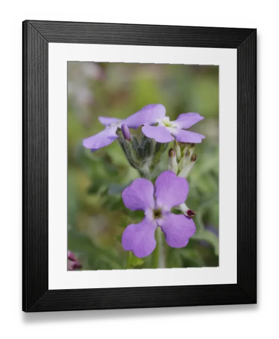 Framed Print : Three-horned Stock -Matthiola tricuspidata-, inflorescence, Dilek National Park, Kusadasi, Aydin province, Aegean region, Turkey Framed Print : Three-horned Stock -Matthiola tricuspidata-, inflorescence, Dilek National Park, Kusadasi, Aydin province, Aegean region, Turkey