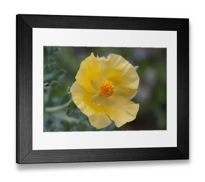 Framed Print : Flowering Yellow Horned Poppy -Glaucium flavum-, Dilek National Park, Kusadasi, Aydin province, Aegean region, Turkey Framed Print : Flowering Yellow Horned Poppy -Glaucium flavum-, Dilek National Park, Kusadasi, Aydin province, Aegean region, Turkey
