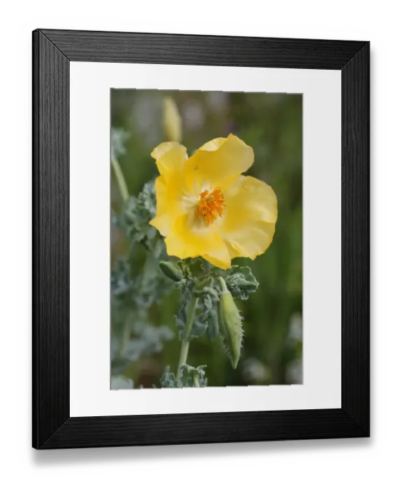 Framed Print : Flowering Yellow Horned Poppy -Glaucium flavum-, Dilek National Park, Kusadasi, Aydin province, Aegean region, Turkey Framed Print : Flowering Yellow Horned Poppy -Glaucium flavum-, Dilek National Park, Kusadasi, Aydin province, Aegean region, Turkey