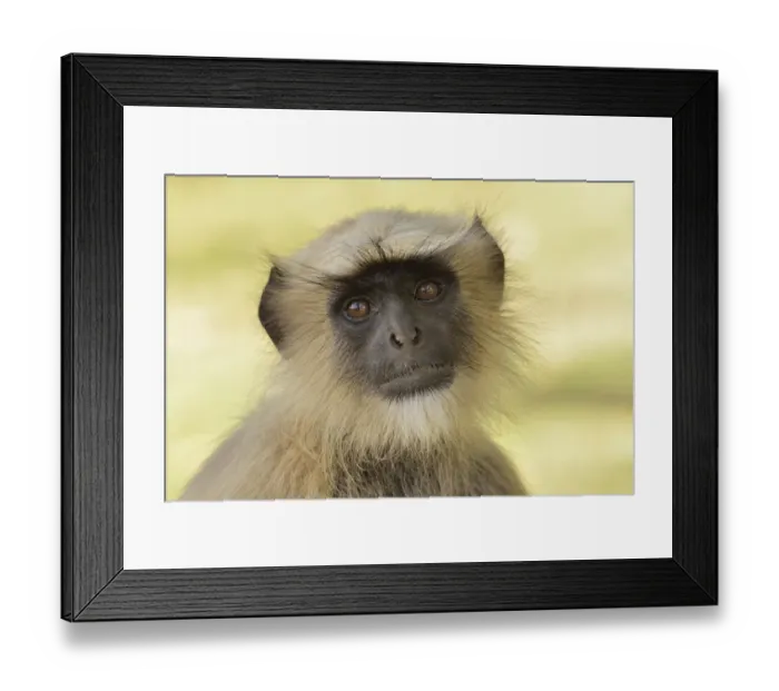 Framed Print : Dussumiers Malabar Langur or Southern Plains Gray Langur -Semnopithecus dussumieri-, Gir Forest National Park, Gir Sanctuary, Gujarat, India Framed Print : Dussumiers Malabar Langur or Southern Plains Gray Langur -Semnopithecus dussumieri-, Gir Forest National Park, Gir Sanctuary, Gujarat, India