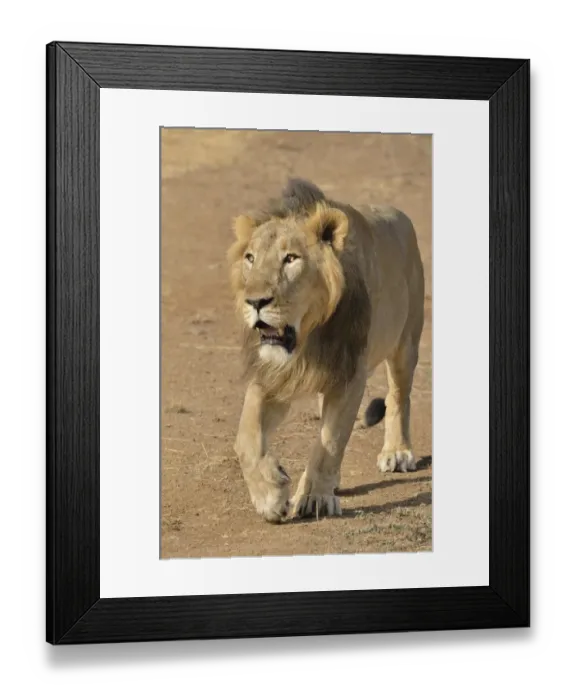 Framed Print : Asiatic Lion -Panthera leo persica-, male, Gir Interpretation Zone, Gir Forest National Park, Gir Sanctuary, Gujarat, India Framed Print : Asiatic Lion -Panthera leo persica-, male, Gir Interpretation Zone, Gir Forest National Park, Gir Sanctuary, Gujarat, India