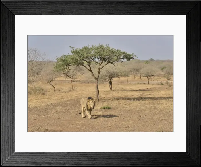 Framed Print : Asiatic Lion -Panthera leo persica-, male, Gir Interpretation Zone, Gir Forest National Park, Gir Sanctuary, Gujarat, India Framed Print : Asiatic Lion -Panthera leo persica-, male, Gir Interpretation Zone, Gir Forest National Park, Gir Sanctuary, Gujarat, India