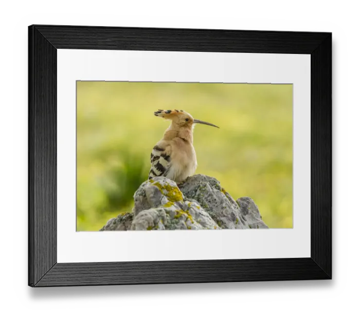 Framed Print : Hoopoe -Upupa epops-, Extremadura, Spain Framed Print : Hoopoe -Upupa epops-, Extremadura, Spain