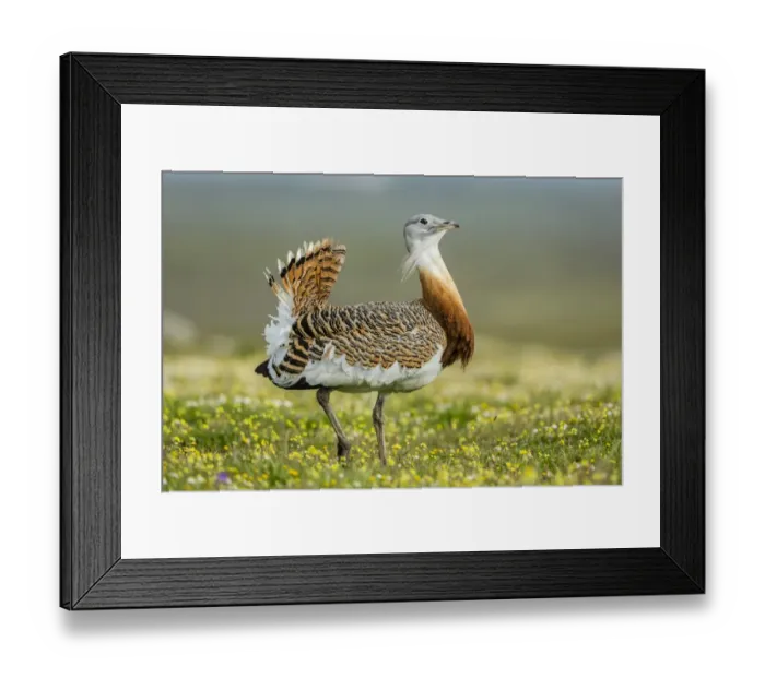 Framed Print : Great Bustard -Otis tarda-, Extremadura, Spain Framed Print : Great Bustard -Otis tarda-, Extremadura, Spain