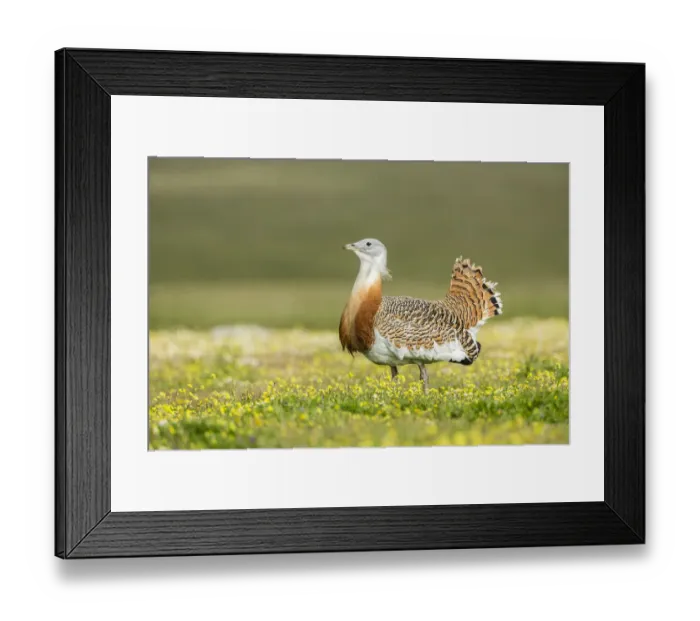 Framed Print : Great Bustard -Otis tarda-, Extremadura, Spain Framed Print : Great Bustard -Otis tarda-, Extremadura, Spain