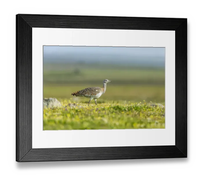 Framed Print : Great Bustard -Otis tarda-, Extremadura, Spain