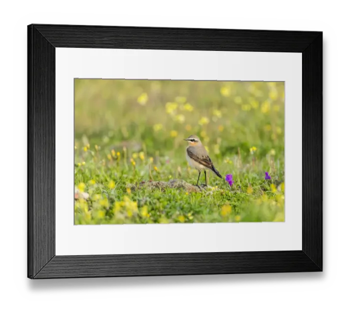Framed Print : Northern Wheatear -Oenanthe oenanthe-, Extremadura, Spain