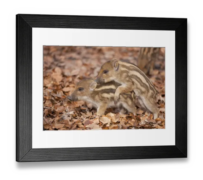 Framed Print : Wild Boar -Sus scrofa-, playing piglets, captive, North Rhine-Westphalia, Germany Framed Print : Wild Boar -Sus scrofa-, playing piglets, captive, North Rhine-Westphalia, Germany