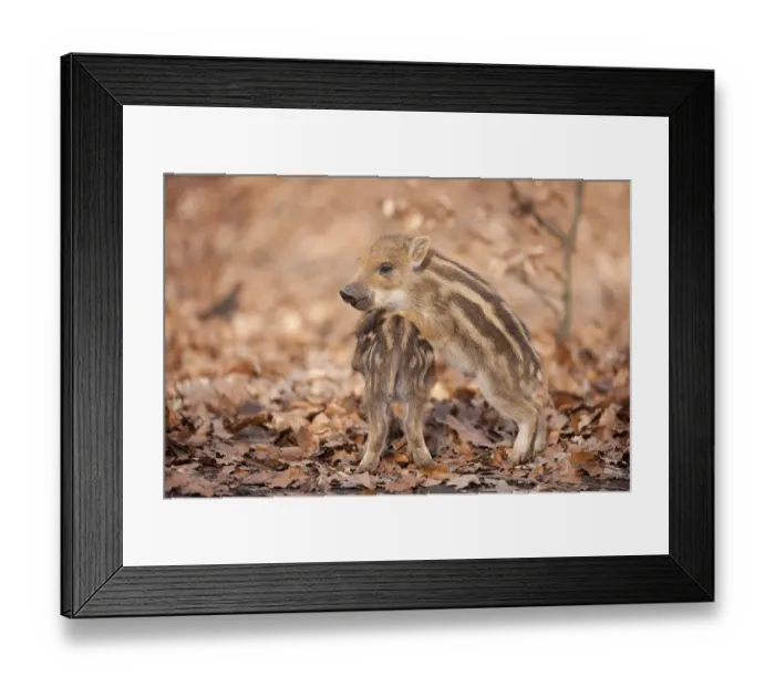 Framed Print : Wild Boar -Sus scrofa-, playing piglets, captive, North Rhine-Westphalia, Germany Framed Print : Wild Boar -Sus scrofa-, playing piglets, captive, North Rhine-Westphalia, Germany