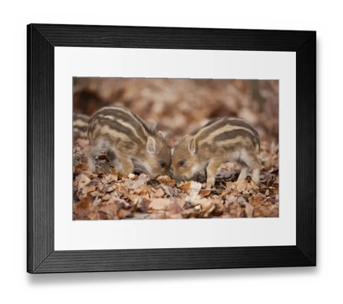 Framed Print : Wild Boar -Sus scrofa- piglets, captive, North Rhine-Westphalia, Germany Framed Print : Wild Boar -Sus scrofa- piglets, captive, North Rhine-Westphalia, Germany