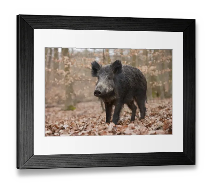 Framed Print : Wild Boar -Sus scrofa-, wild sow, captive, North Rhine-Westphalia, Germany Framed Print : Wild Boar -Sus scrofa-, wild sow, captive, North Rhine-Westphalia, Germany