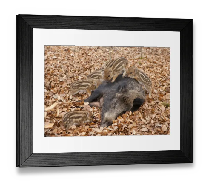 Framed Print : Wild Boars -Sus scrofa-, sow with suckling piglets, captive, North Rhine-Westphalia, Germany