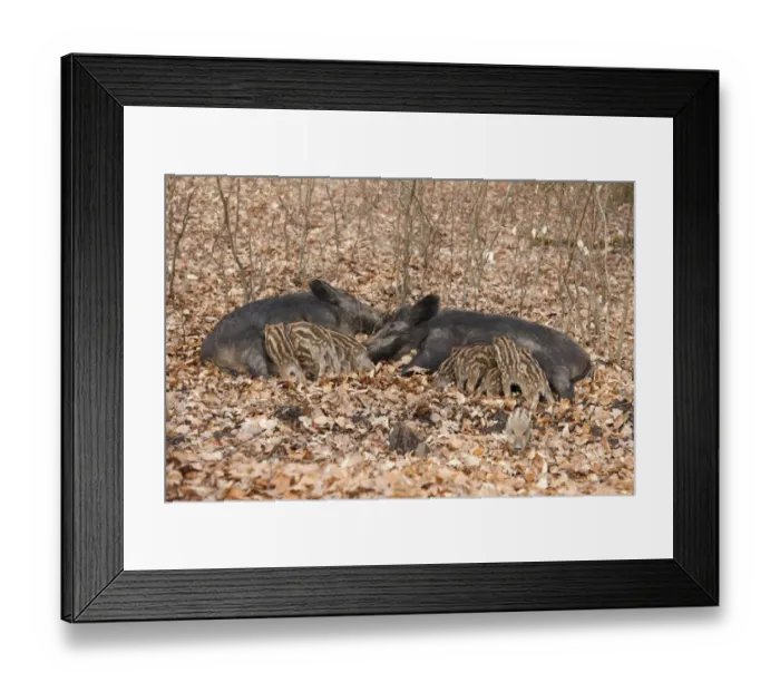 Framed Print : Wild Boars -Sus scrofa-, two sows with suckling piglets, captive, North Rhine-Westphalia, Germany Framed Print : Wild Boars -Sus scrofa-, two sows with suckling piglets, captive, North Rhine-Westphalia, Germany