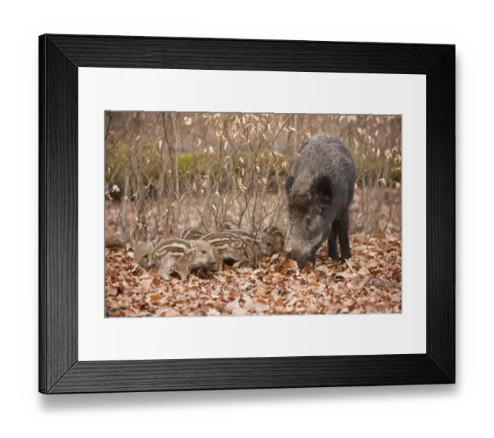 Framed Print : Wild Boars -Sus scrofa-, sow and piglets, captive, North Rhine-Westphalia, Germany Framed Print : Wild Boars -Sus scrofa-, sow and piglets, captive, North Rhine-Westphalia, Germany