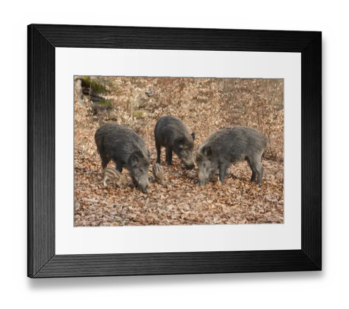 Framed Print : Wild Boars -Sus scrofa-, sows with piglets, captive, North Rhine-Westphalia, Germany Framed Print : Wild Boars -Sus scrofa-, sows with piglets, captive, North Rhine-Westphalia, Germany
