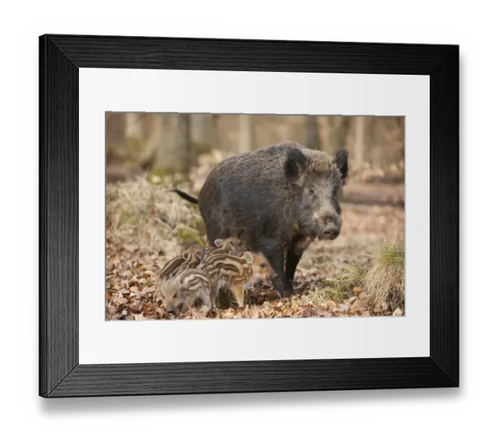 Framed Print : Wild Boars -Sus scrofa-, sow and piglets, captive, North Rhine-Westphalia, Germany Framed Print : Wild Boars -Sus scrofa-, sow and piglets, captive, North Rhine-Westphalia, Germany