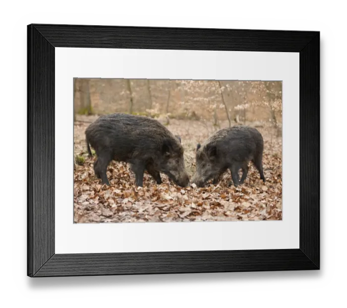 Framed Print : Wild Boars -Sus scrofa-, sows, captive, North Rhine-Westphalia, Germany Framed Print : Wild Boars -Sus scrofa-, sows, captive, North Rhine-Westphalia, Germany