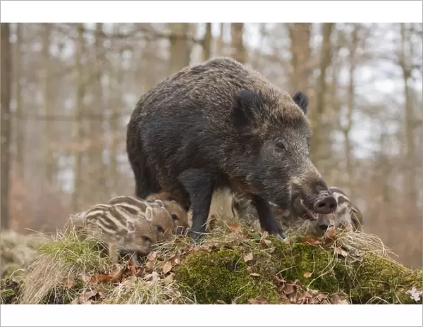 Wild Boars -Sus scrofa-, sow and piglets, captive, North Rhine-Westphalia, Germany