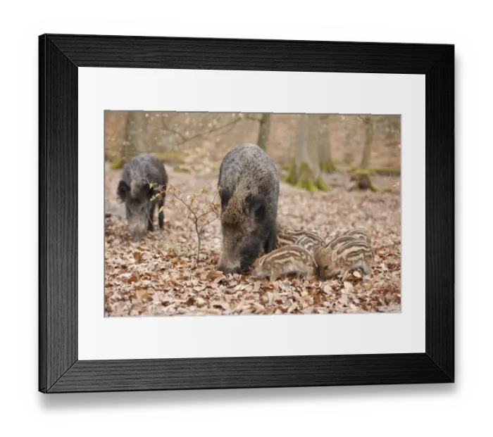 Framed Print : Wild Boars -Sus scrofa-, sows and piglets, captive, North Rhine-Westphalia, Germany Framed Print : Wild Boars -Sus scrofa-, sows and piglets, captive, North Rhine-Westphalia, Germany