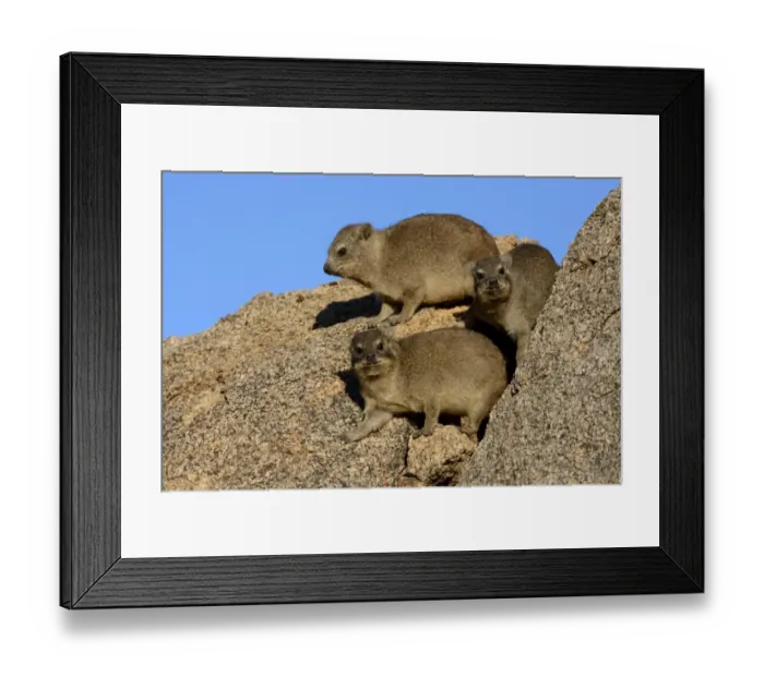 Framed Print : Rock Hyrax or Cape Hyrax -Procavia capensis- basking in the sun on a rock, Erongo Region, Namibia Framed Print : Rock Hyrax or Cape Hyrax -Procavia capensis- basking in the sun on a rock, Erongo Region, Namibia