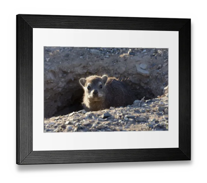 Framed Print : Rock Hyrax or Cape Hyrax -Procavia capensis-, Erongo Region, Namibia Framed Print : Rock Hyrax or Cape Hyrax -Procavia capensis-, Erongo Region, Namibia