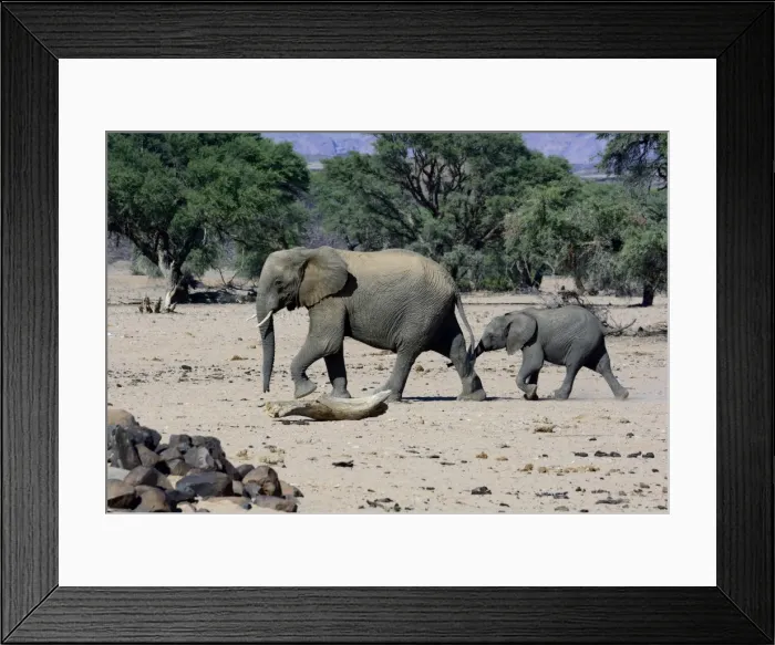 Framed Print : African elephants -Loxodonta africana-, desert elephant, mother and calf in the Aba-Huab dry riverbed, Damaraland, Kunene Region, Namibia Framed Print : African elephants -Loxodonta africana-, desert elephant, mother and calf in the Aba-Huab dry riverbed, Damaraland, Kunene Region, Namibia