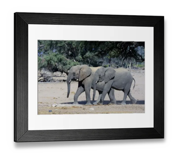 Framed Print : Young African elephants -Loxodonta africana-, desert elephants, Damaraland, Kunene Region, Namibia Framed Print : Young African elephants -Loxodonta africana-, desert elephants, Damaraland, Kunene Region, Namibia