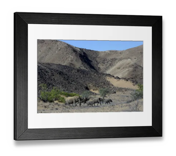 Framed Print : African elephants -Loxodonta africana-, desert elephants in the Aba-Huab dry riverbed, Damaraland, Kunene Region, Namibia