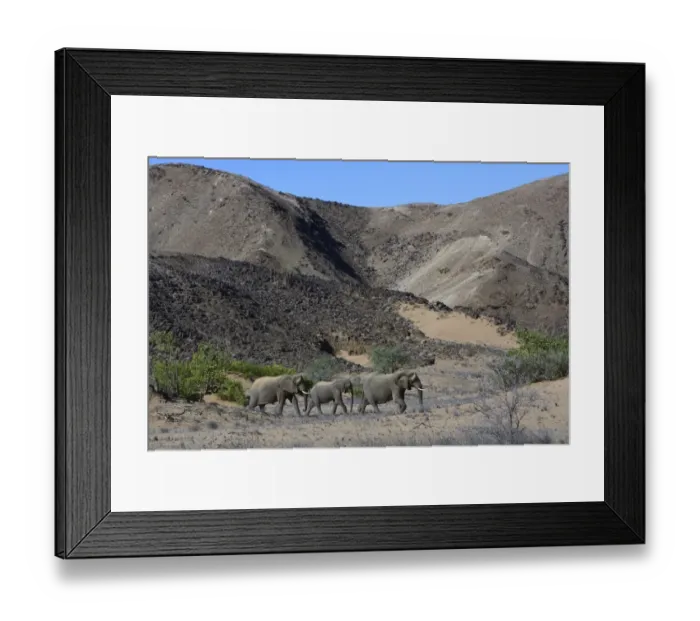 Framed Print : African elephants -Loxodonta africana-, desert elephants in the Aba-Huab dry riverbed, Damaraland, Kunene Region, Namibia Framed Print : African elephants -Loxodonta africana-, desert elephants in the Aba-Huab dry riverbed, Damaraland, Kunene Region, Namibia