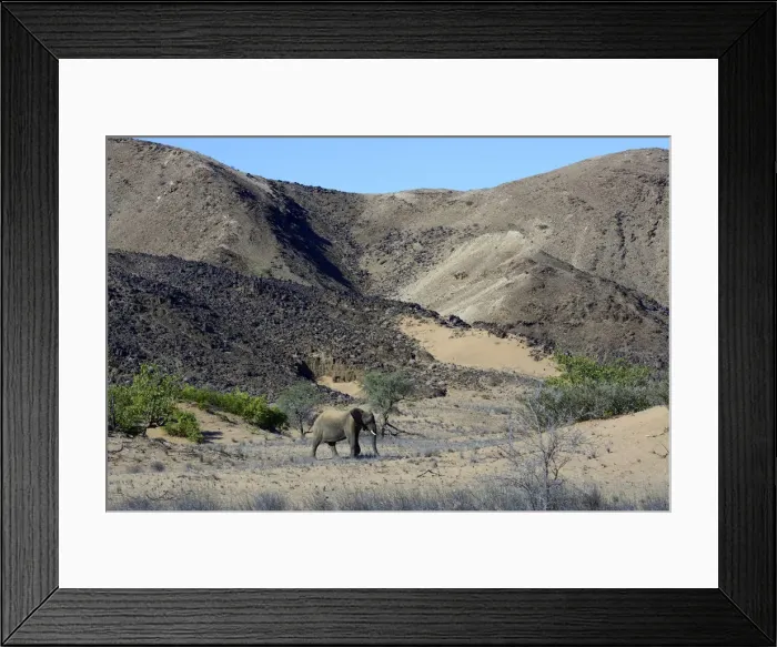 Framed Print : African Elephant -Loxodonta africana-, desert Elephant in the Aba-Huab dry riverbed, Damaraland, Kunene Region, Namibia Framed Print : African Elephant -Loxodonta africana-, desert Elephant in the Aba-Huab dry riverbed, Damaraland, Kunene Region, Namibia