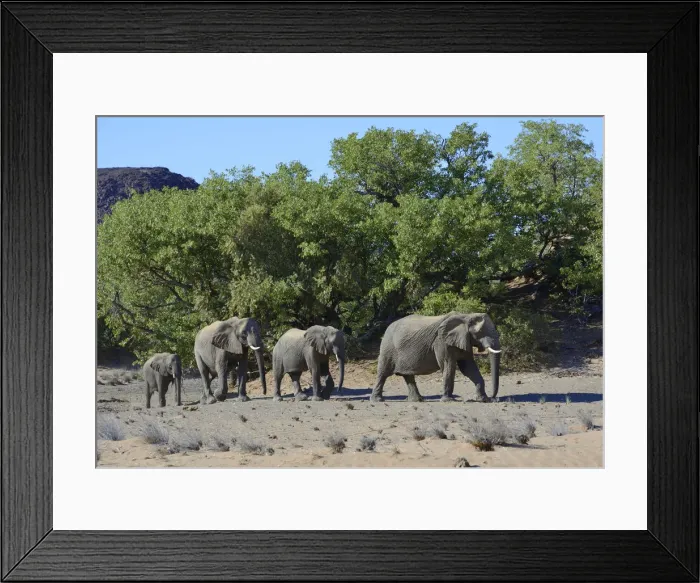 Framed Print : African elephants -Loxodonta africana-, desert elephants, Damaraland, Kunene Region, Namibia Framed Print : African elephants -Loxodonta africana-, desert elephants, Damaraland, Kunene Region, Namibia