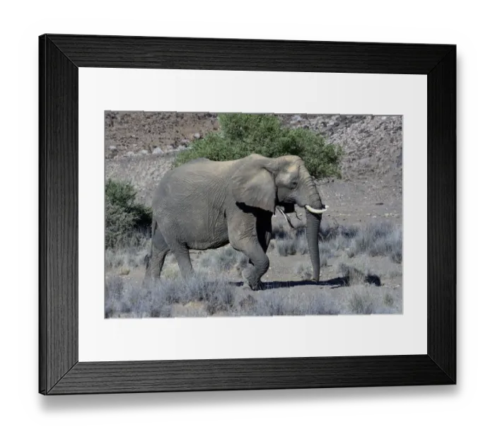 Framed Print : African Elephant -Loxodonta africana-, desert elephant, Damaraland, Kunene Region, Namibia Framed Print : African Elephant -Loxodonta africana-, desert elephant, Damaraland, Kunene Region, Namibia