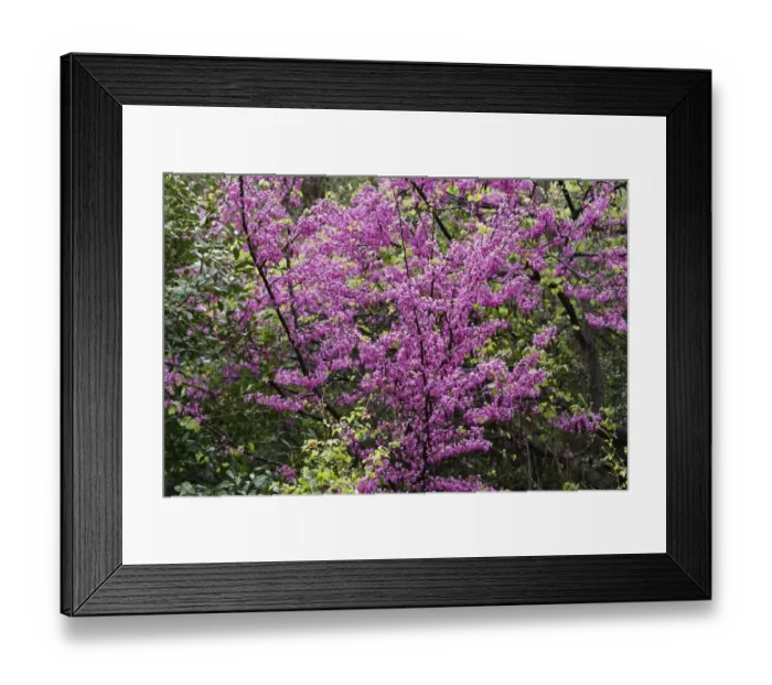 Framed Print : Flowering Judas Tree -Cercis siliquastrum-, Dilek National Park, Kusadasi, Aydin province, Aegean region, Turkey Framed Print : Flowering Judas Tree -Cercis siliquastrum-, Dilek National Park, Kusadasi, Aydin province, Aegean region, Turkey