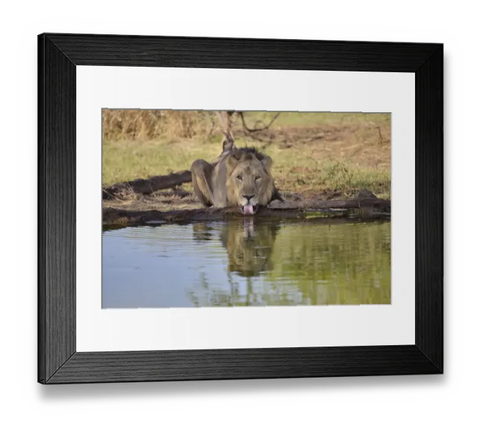 Framed Print : Asiatic Lion -Panthera leo persica-, male at a waterhole, Gir Interpretation Zone, Gir Forest National Park, Gir Sanctuary, Gujarat, India Framed Print : Asiatic Lion -Panthera leo persica-, male at a waterhole, Gir Interpretation Zone, Gir Forest National Park, Gir Sanctuary, Gujarat, India