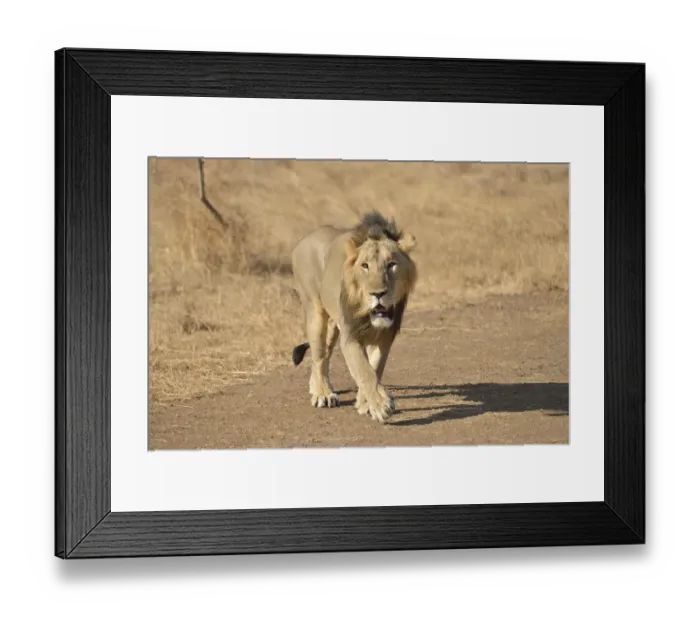 Framed Print : Asiatic Lion -Panthera leo persica-, male, Gir Interpretation Zone, Gir Forest National Park, Gir Sanctuary, Gujarat, India Framed Print : Asiatic Lion -Panthera leo persica-, male, Gir Interpretation Zone, Gir Forest National Park, Gir Sanctuary, Gujarat, India