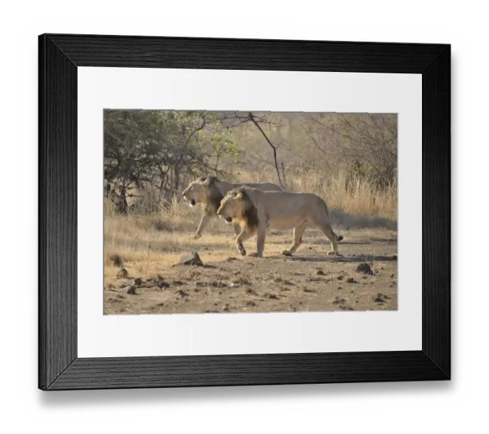 Framed Print : Two male Asiatic Lions -Panthera leo persica-, Gir Interpretation Zone, Gir Forest National Park, Gir Sanctuary, Gujarat, India