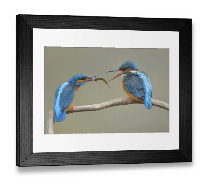 Framed Print : Kingfishers -Alcedo atthis-, male passing little fish on to female, courtship feeding, Swabian Alb biosphere reserve, Baden-Wurttemberg, Germany Framed Print : Kingfishers -Alcedo atthis-, male passing little fish on to female, courtship feeding, Swabian Alb biosphere reserve, Baden-Wurttemberg, Germany