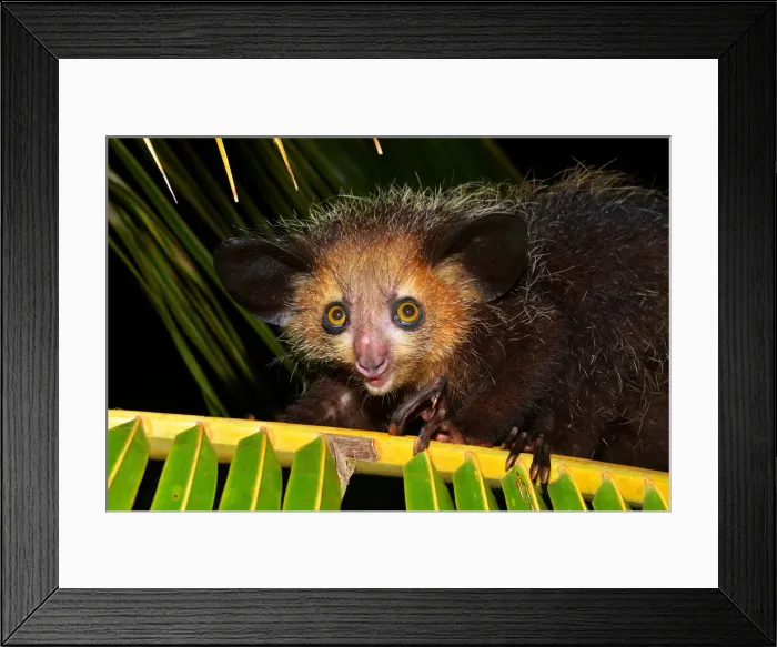 Framed Print : Aye-aye -Daubentonia madagascariensis-, Masoala National Park, Madagascar Framed Print : Aye-aye -Daubentonia madagascariensis-, Masoala National Park, Madagascar